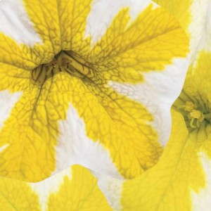 9. SUPERBELLS® Lemon Slice Calibrachoa