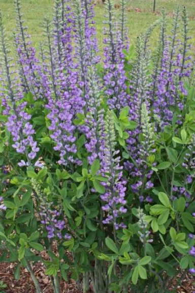 Baptisia 'Blue Towers' (Plant Delight Nurseries)