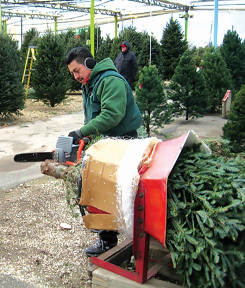 Offer Complimentary Christmas Tree Cutting