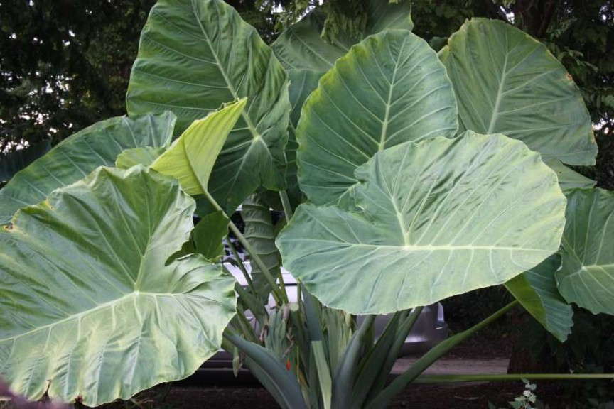 Colocasia Gigantea 'Thailand Giant' (Plant Delight Nurseries)