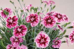 Dianthus 'Single Star Superstar'