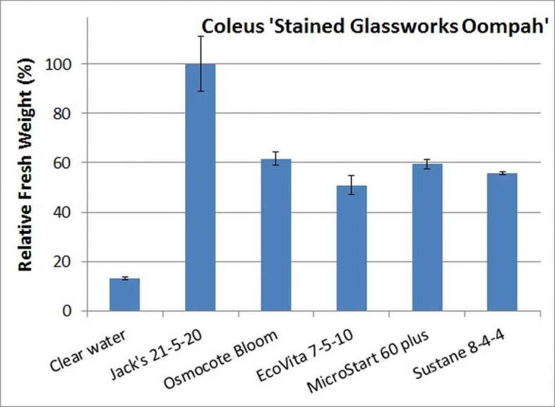 Figure1. Coleus 'Stained Glassworks Oompah'