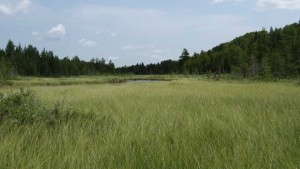 How the Canadian Peat Moss Industry is Working to Restore Peatlands