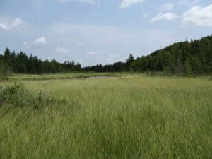 Peat Moss Bog