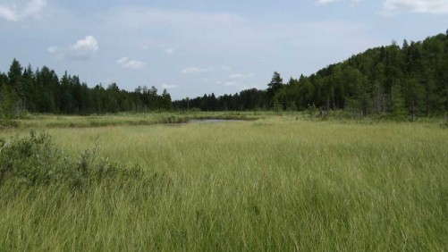 How the Canadian Peat Moss Industry is Working to Restore Peatlands