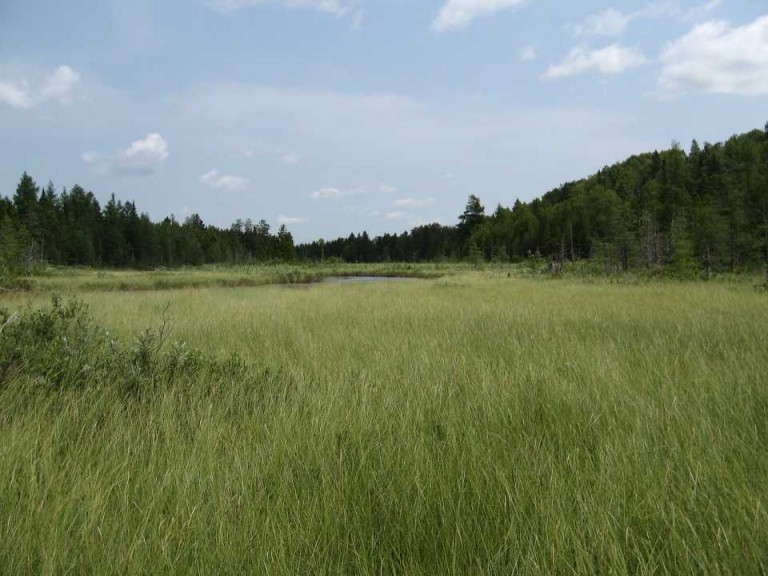 Peat Moss Bog