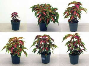 Figure 1a. Coleus 'Stained Glassworks Oompah'