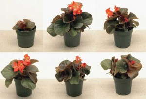 Figure 2a. Fibrous begonia 'Cocktail Vodka'