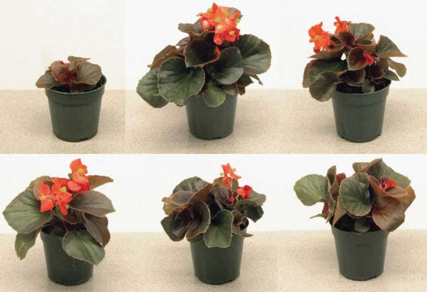 Figure 2a. Fibrous begonia 'Cocktail Vodka'