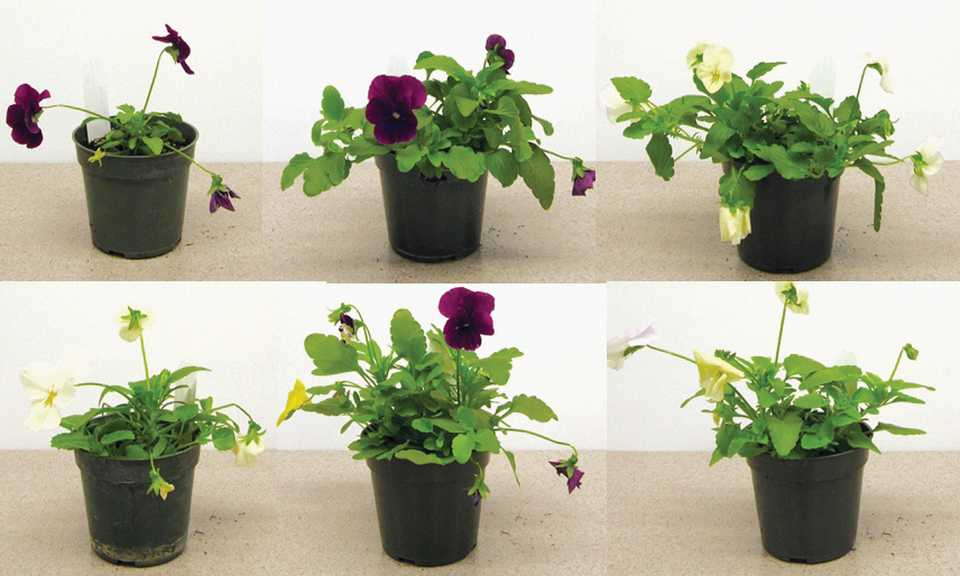 Figure 3a. Pansy Cool Wave Mix