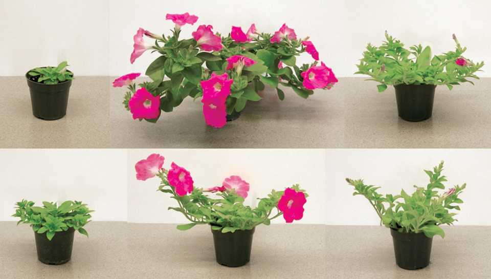 Figure 4a. Petunia 'Easy Wave Pink'