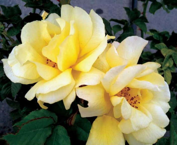 Rosa ‘Artful Anna’ (HGTV)