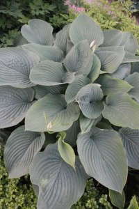 Hosta 'Empress Wu' (Plant Delight Nurseries)