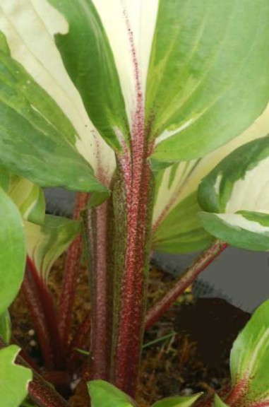 Hosta 'Raspberry Sundae' (Terra Nova Nurseries)