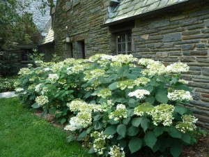Hydrangea 'Haas' Halo' (Plants Nouveau)