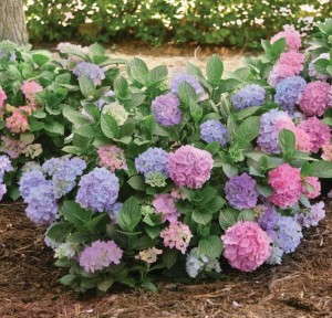 Hydrangea ‘L.A. Dreamin’ (Ball Ornamentals)      