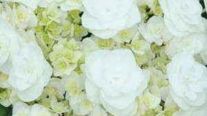 Shrubs In Mixed Containers: 6 Steps For Success