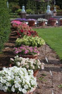 Petunia container trials at Michigan State University.