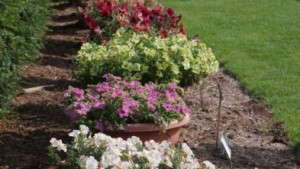 2014 Field Trials Results: Michigan State University (MSU) Horticulture Demonstration Gardens (East Lansing, Mich.)