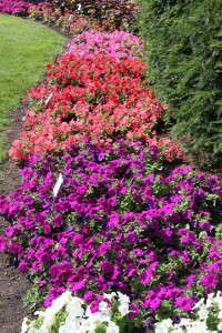 Petunia trials at Michigan State University