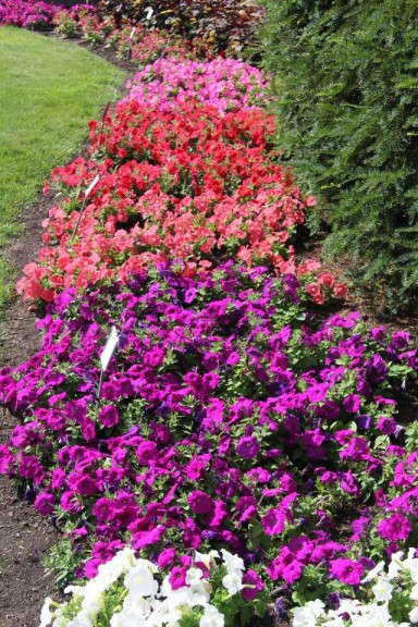Petunia trials at Michigan State University