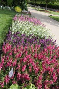 Angelonia Archangel Series