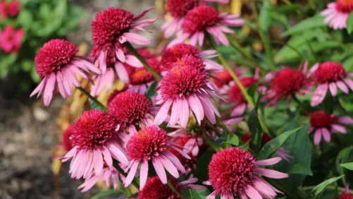 Highlights From Plant Trials At Franklin Park Conservatory And Botanical Gardens [Slideshow]