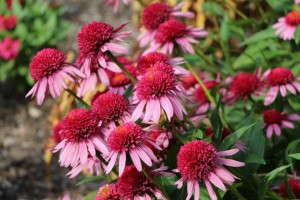Echinacea 'Double Scoop Bubble Gum'