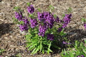 Angelonia 'Archangel Dark Purple'