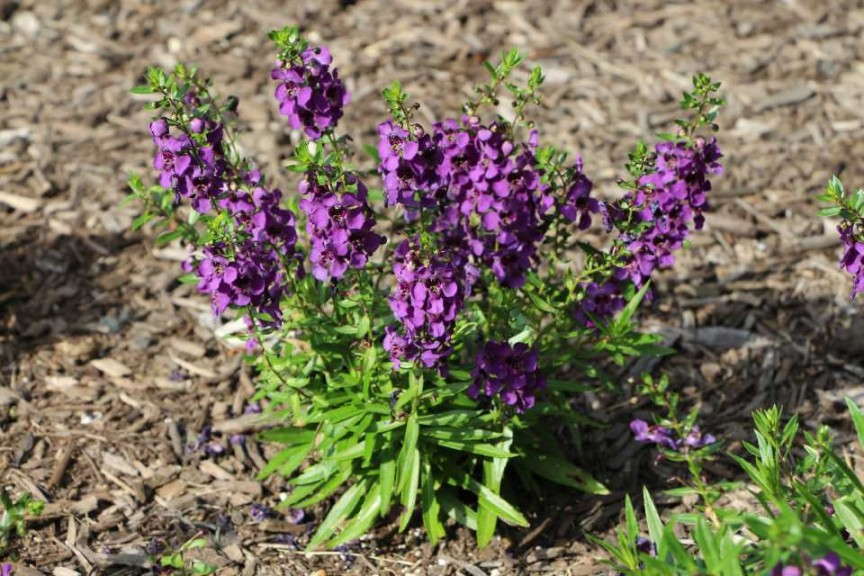 Angelonia 'Archangel Dark Purple'