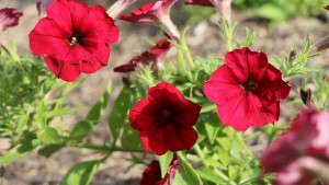 2014 Field Trials Results: Pike Creek Horticulture Center (Kenosha, Wis.)