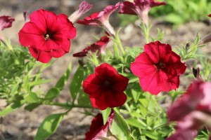 Petunia 'Easy Waves Red Velour'