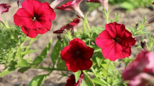 2014 Field Trials Results: Pike Creek Horticulture Center (Kenosha, Wis.)