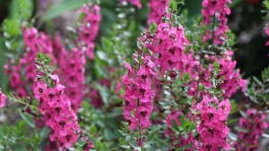 2014 Field Trials Results: University Of Georgia Trial Gardens (Athens, Ga.)