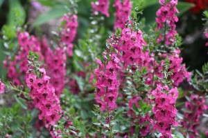 Angelonia 'Archangel Dark Rose' (Ball FloraPlant)