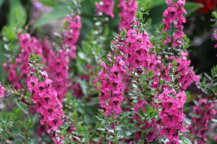 Angelonia 'Archangel Dark Rose' (Ball FloraPlant)