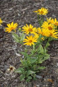 Heliopsis 'Sunstruck'