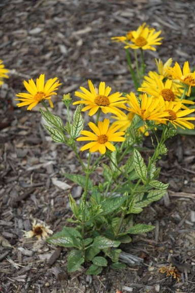 Heliopsis 'Sunstruck'