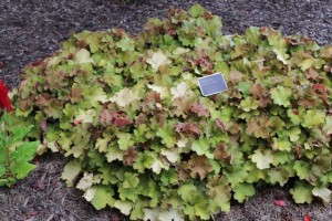 Heuchera 'Big Top Gold'
