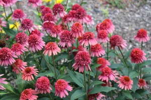 Echinacea 'Supreme Flamingo'