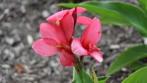 2014 Field Trials Results: Texas A&M AgriLife Research And Extension Center (Overton, Texas)