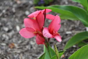 Canna Cannova Series (Ball Seed)