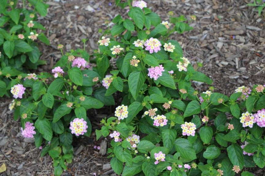 Lantana 'Lucky Lavender'