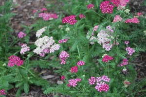 Achillea 'New Vintage Violet'
