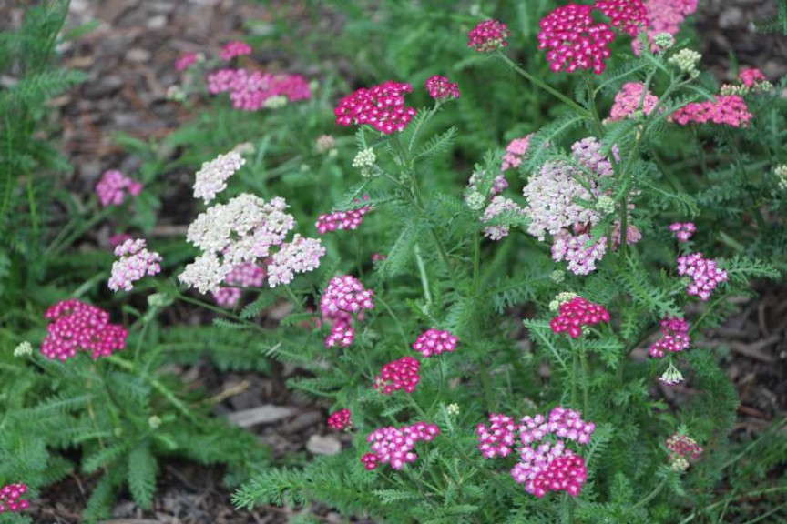 Achillea 'New Vintage Violet'