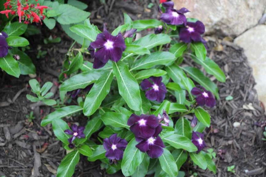 Catharanthus 'Jams 'N Jellies Blackberry' (AAS Winner)