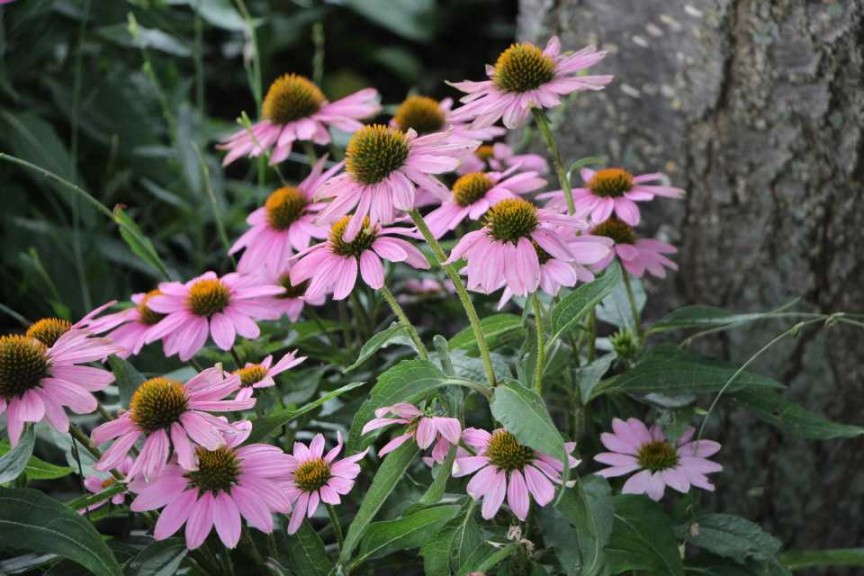 Echinacea 'Powwow Wild Berry' (AAS Winner)