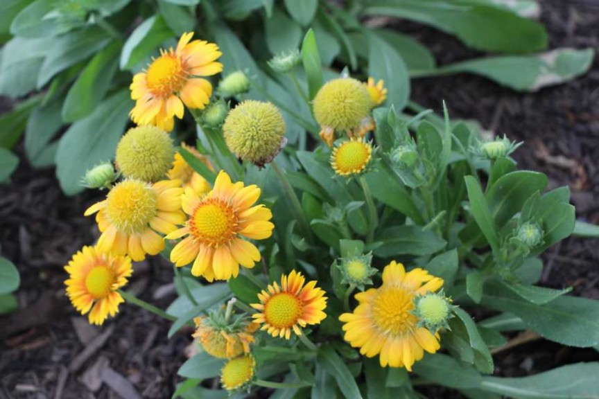 Gaillardia 'Arizona Apricot' (AAS Winner)