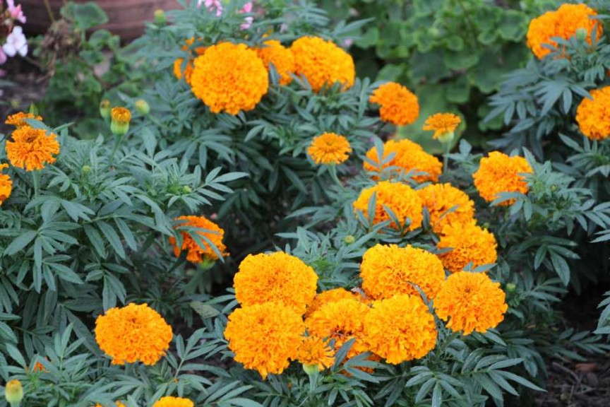 Tagetes 'Moonsong Deep Orange' (AAS Winner)