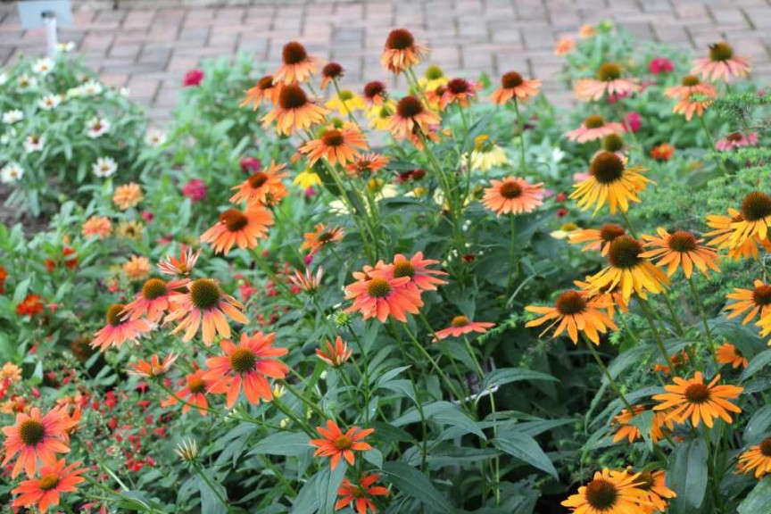 Echinacea 'Cheyenne Spirit' (AAS Winner)